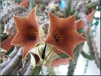 Huernia Sp Nova  DP 7803 A Yemen